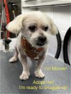 adoptable Dog in  named Minnie