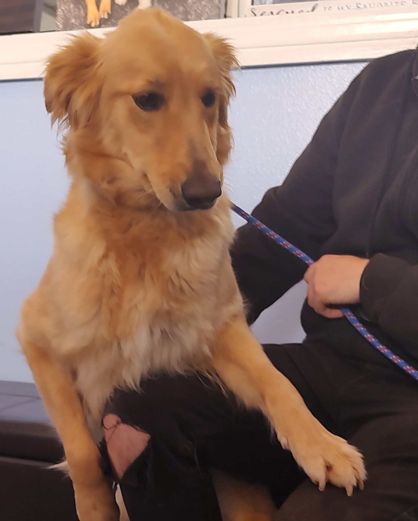 Dog for Adoption Bella, a Golden Retriever in Los Angeles County, CA