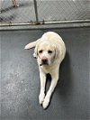 adoptable Dog in  named LOUIE
