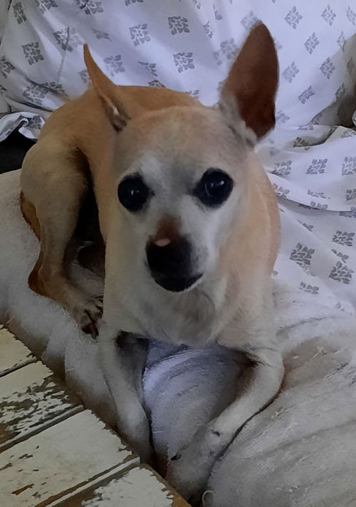 picture of the dog needing adoption