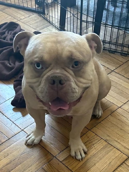 picture of the dog needing adoption