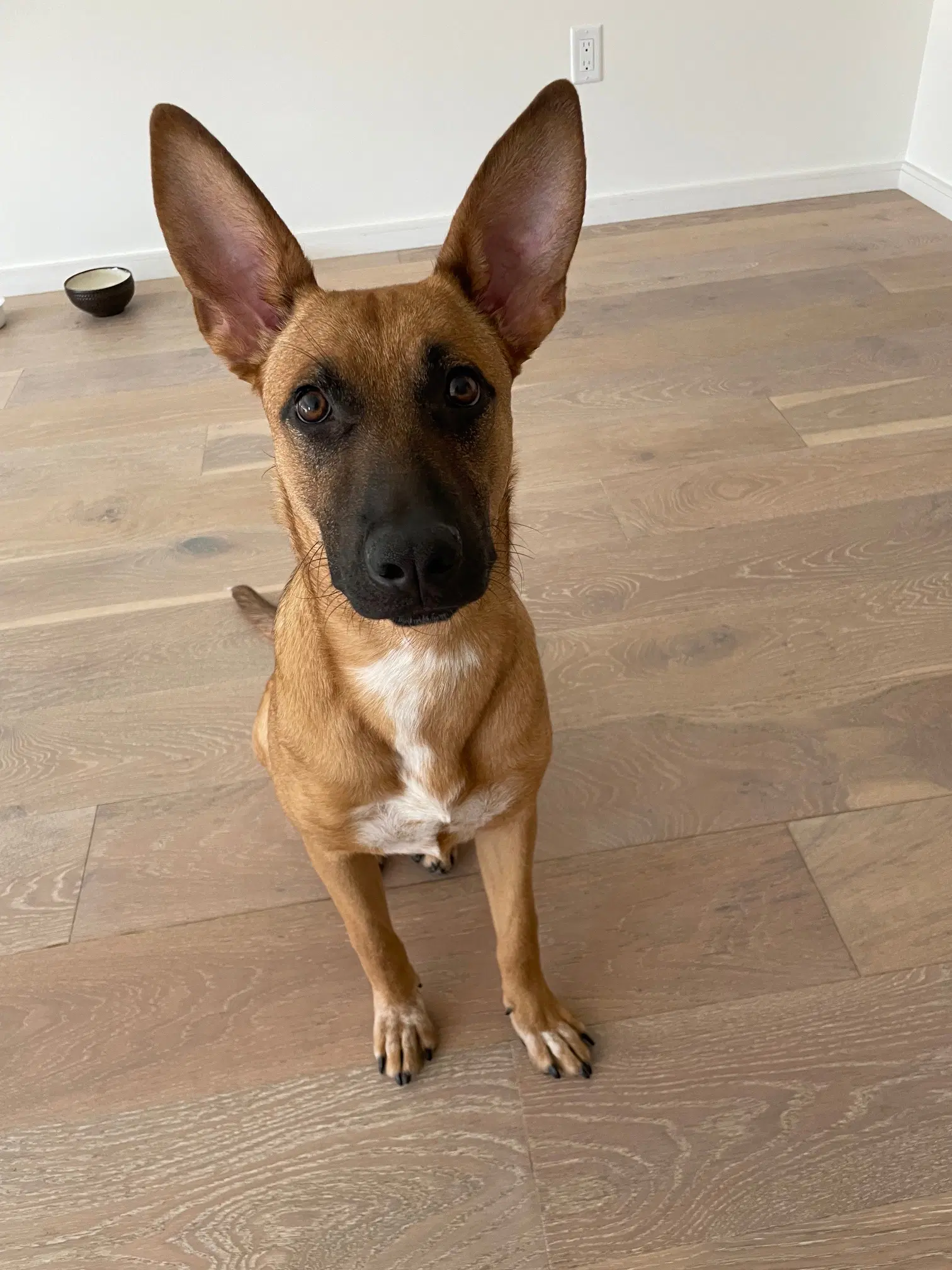 Poppy - Belgian Shepherd Malinois
