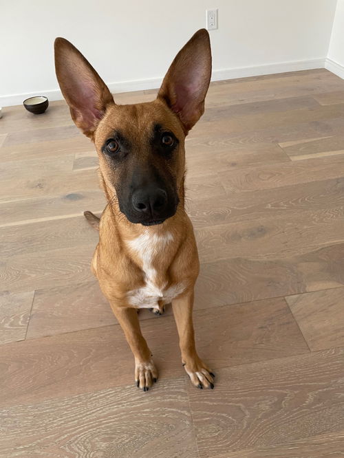 picture of the dog needing adoption