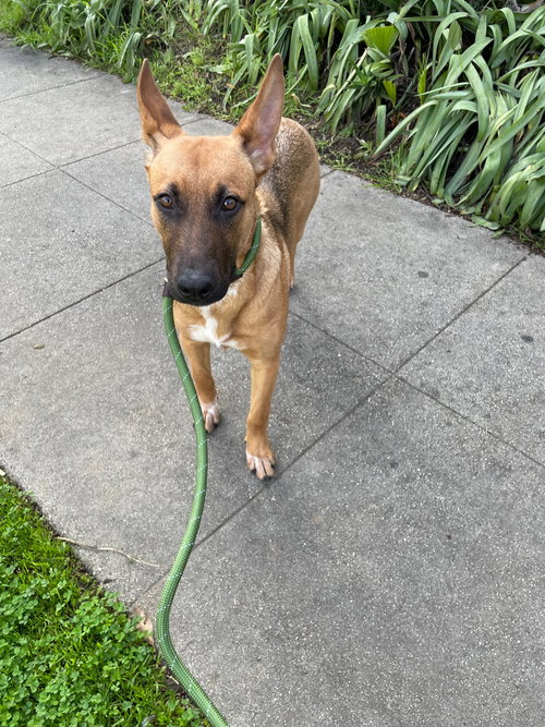 POPPY - Belgian Shepherd Malinois available for adoption