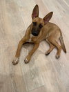 Poppy - Photo 3