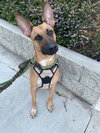 Poppy - Photo 5