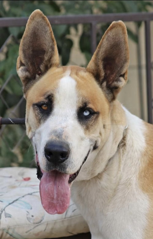MARMADUKE - Great Dane available for adoption