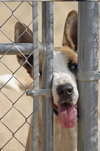 MARMADUKE - Photo 3