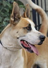 MARMADUKE - Photo 4
