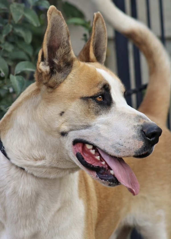 MARMADUKE