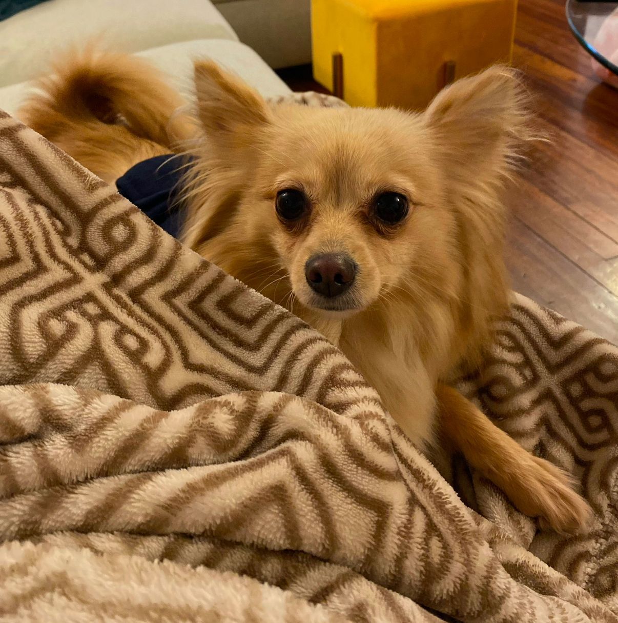 Lyla