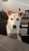 adoptable Dog in  named ODIE