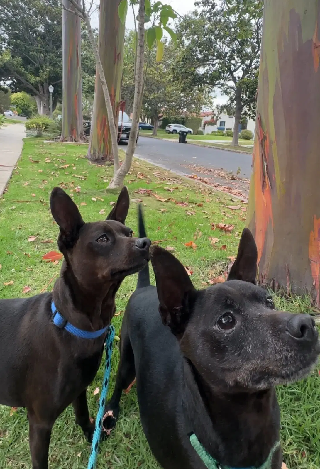 Beckham And Cooper image 3