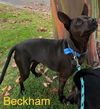 adoptable Dog in  named Beckham and Cooper