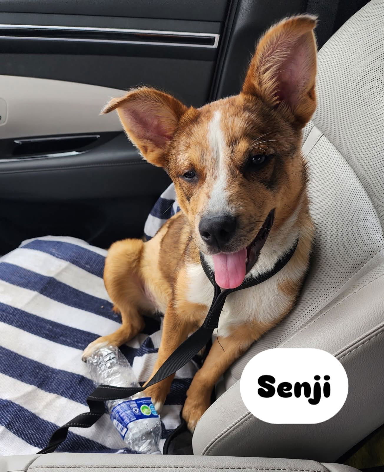 adoptable Dog in Los Angeles, CA named Senji