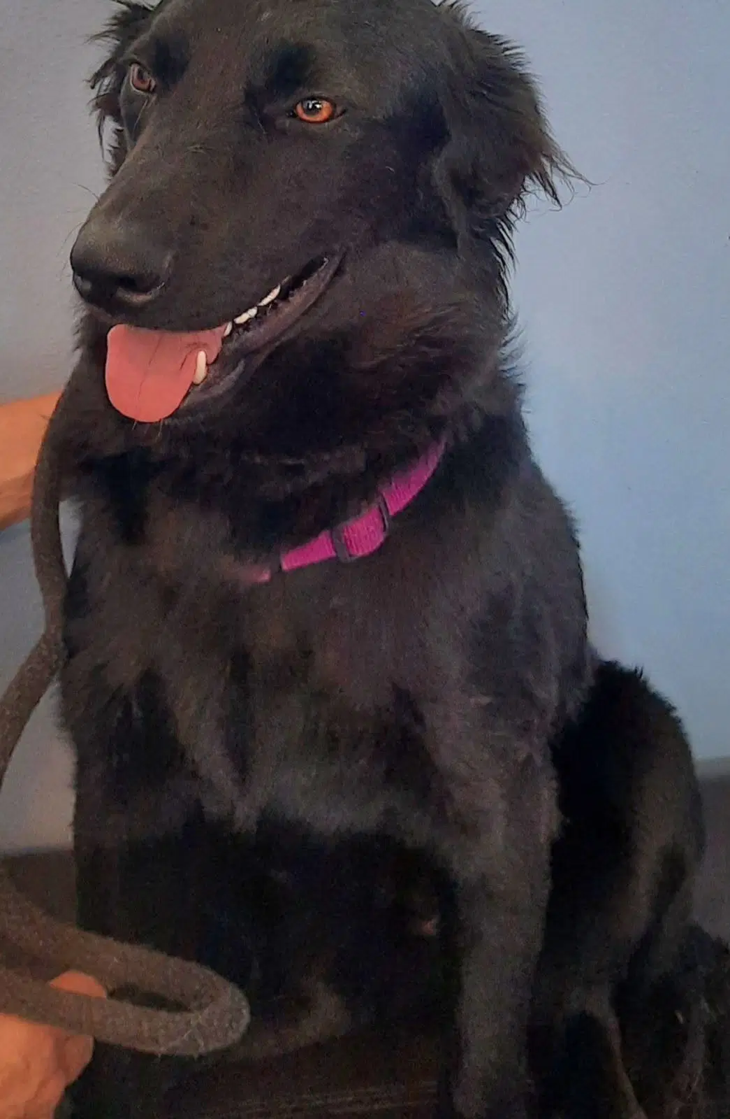 Aero - Labrador Retriever