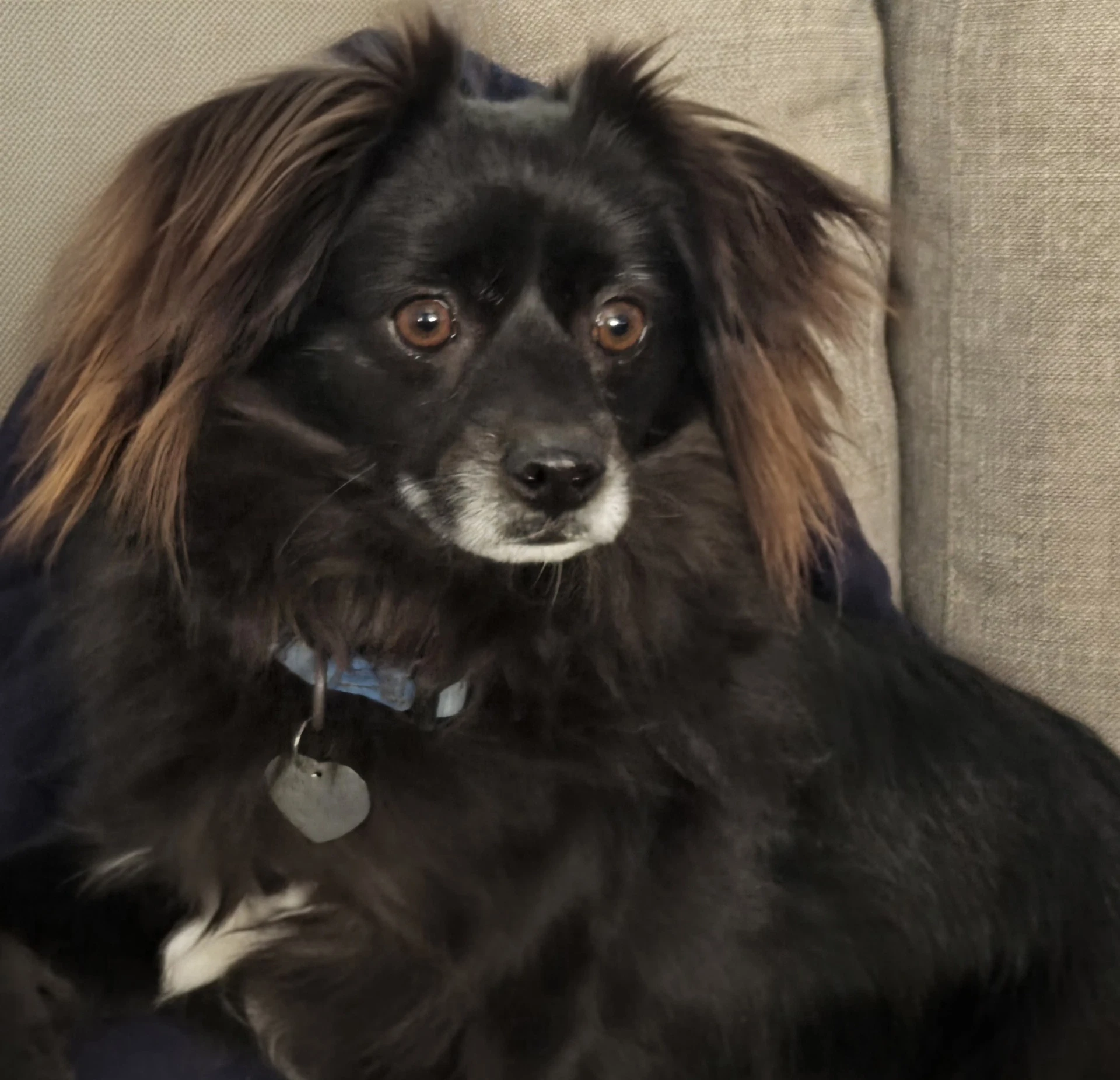 Domino