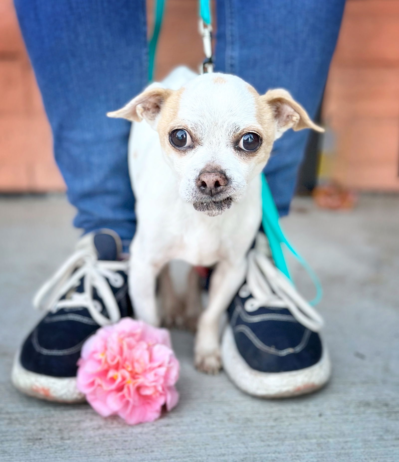 Dog for Adoption - *Squirt SodaPOP, a Chihuahua in Novato, CA | Alpha Paw