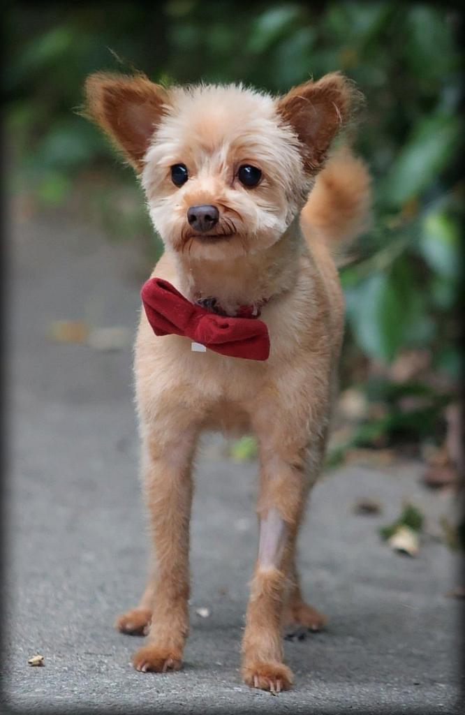 Dog for Adoption *Cornbread Cake, a Yorkshire Terrier Yorkie in South