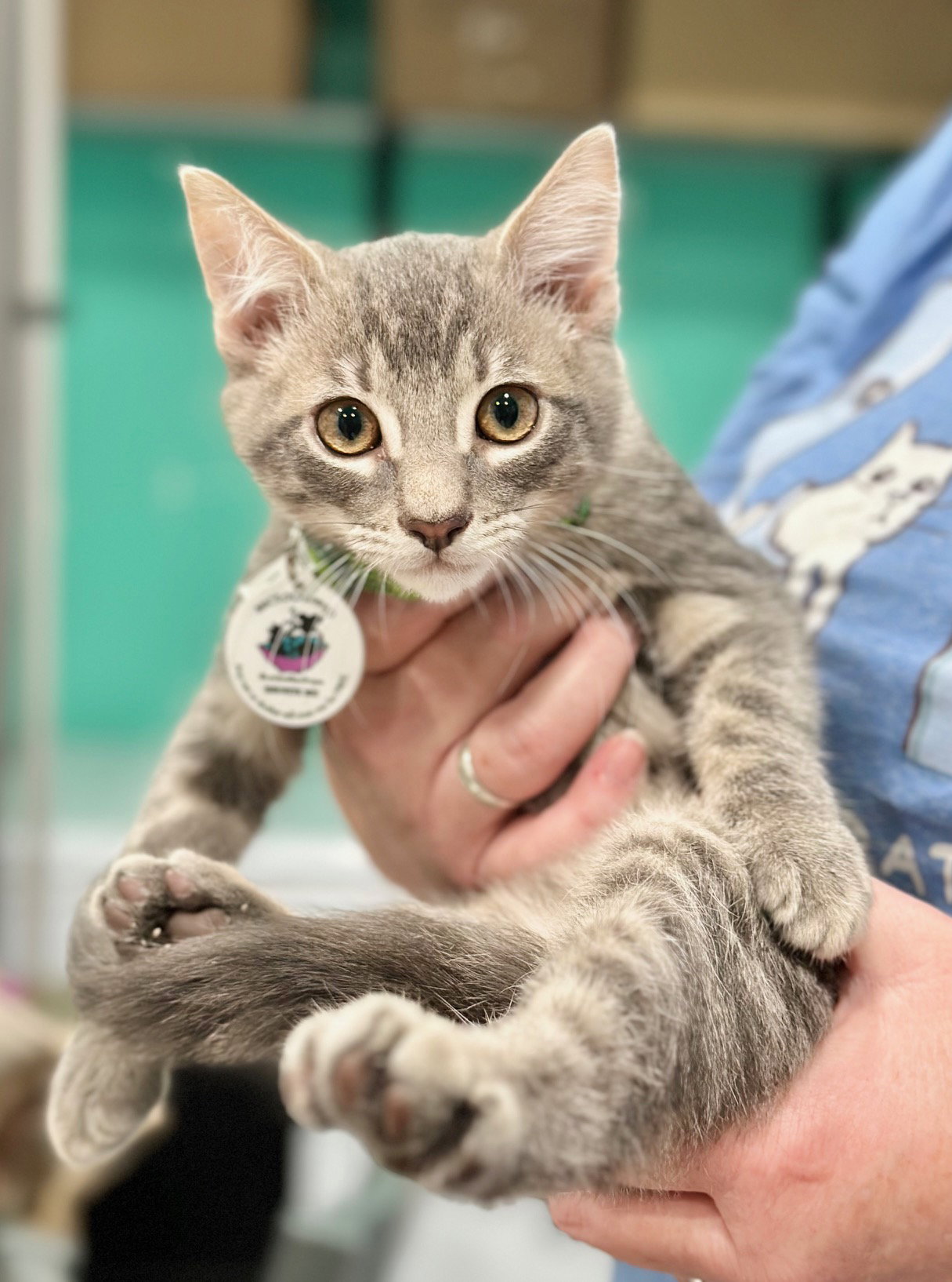 Cats for Adoption in Sunnyvale, California Alpha Paw