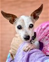 adoptable Dog in pittsburg, CA named *Sunset Street -- ADOPTABLE HOSPICE