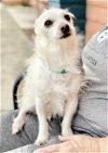 adoptable Dog in pittsburg, CA named *Old Deuteronomy CATS -- HOSPICE