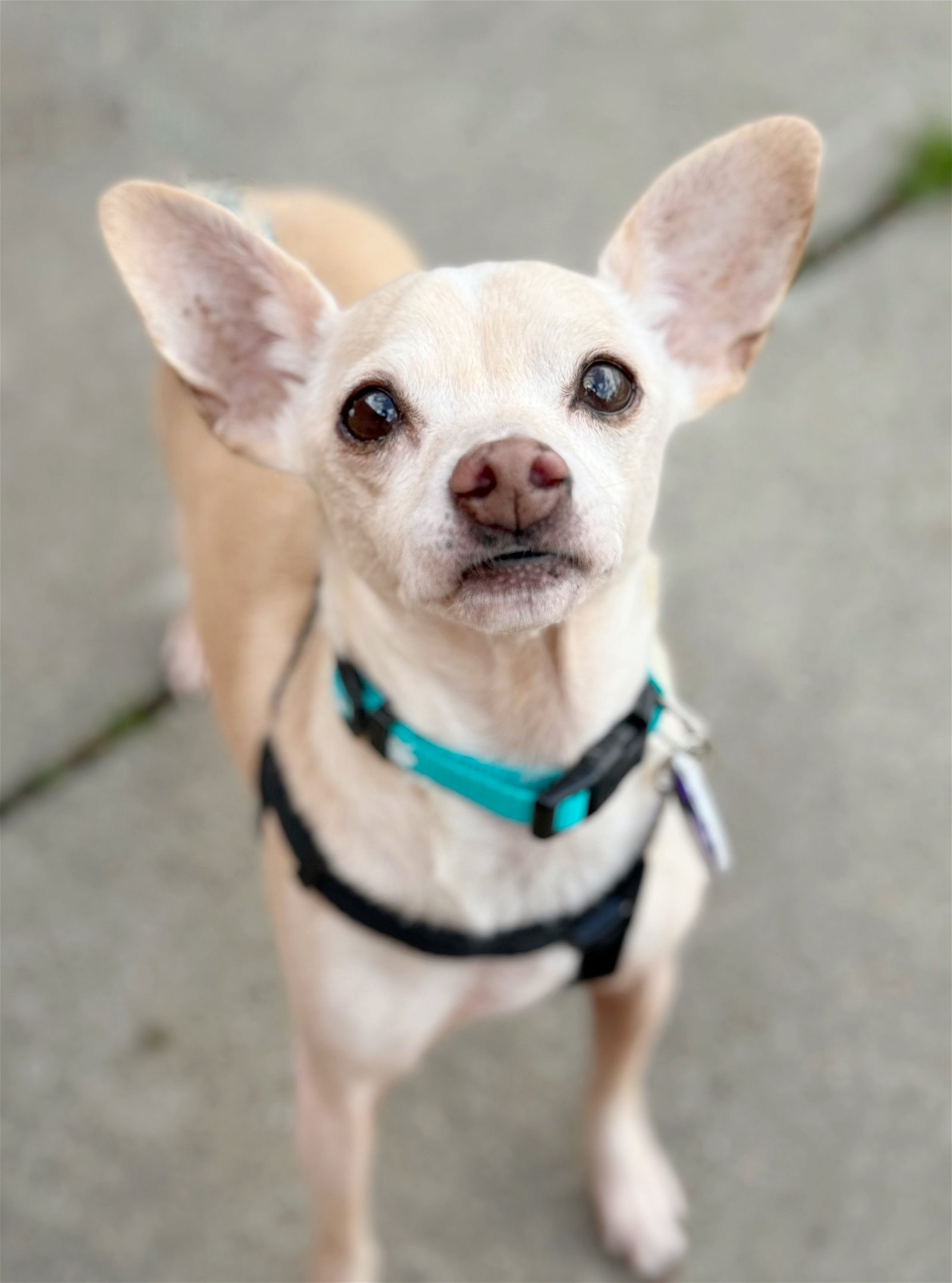 adoptable Dog in Pittsburg, CA named *JimmyChoo Designer