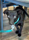adoptable Dog in pittsburg, CA named *Tom Ford Designer