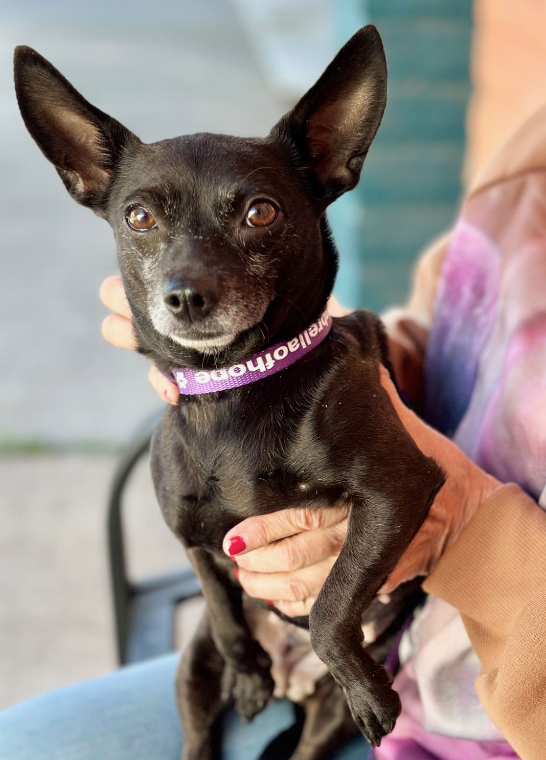 adoptable Dog in Rocklin, CA named *BetseyJohnson DESIGNER