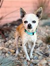 adoptable Dog in pittsburg, CA named *Tae-Bo FITNESS -- Hospice
