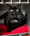 adoptable Cat in pittsburg, CA named Cinderblox -- 25# Needs DIET