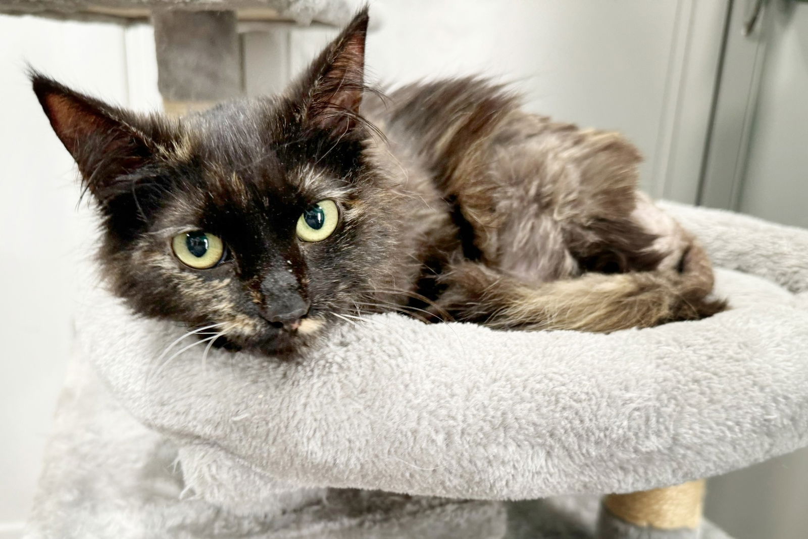 adoptable Cat in Pittsburg, CA named Nyx MAKEUP