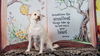adoptable Dog in rocklin, CA named *SUMMER (SKYE) SQUASH -- DEC 2024