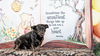 adoptable Dog in  named *JACK BE LITTLE (JETT) SQUASH -- DEC 2024
