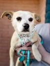 adoptable Dog in  named *Howie White GANGSTER