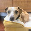 adoptable Dog in  named Vonnegut