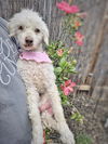 adoptable Dog in rocklin, CA named *Sally Ride Astronaut BLIND