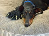 *SOZZLE SLANG *SPECIAL NEEDS - Photo 4