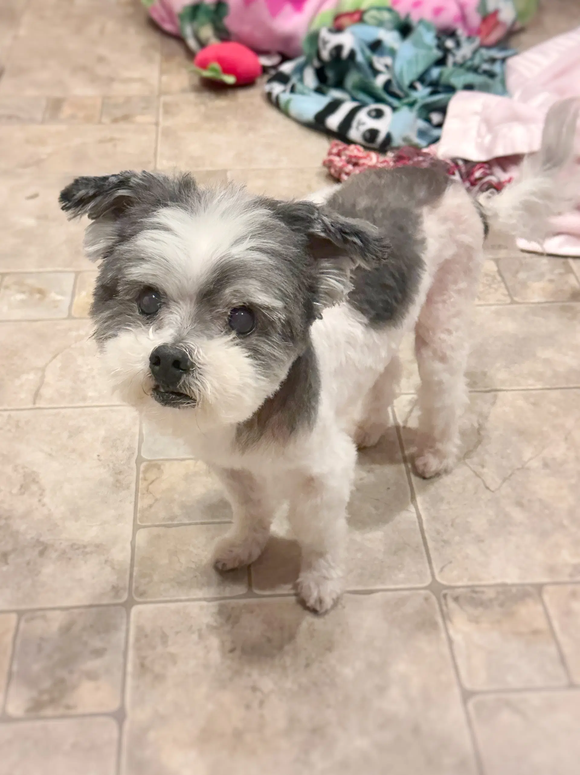 Boq - Maltese