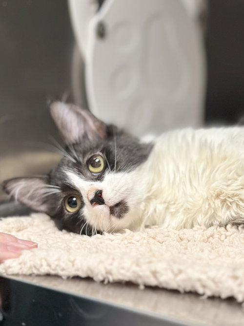STUMBLE AND FUMBLE -- CEREBELLAR HYPOPLASIA - Domestic Long Hair / Maine Coon available for adoption