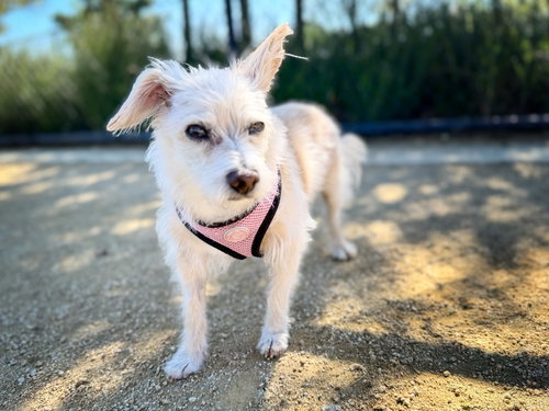 *Axl Rose Diva -- HEART MEDS, an adoptable Havanese in Pittsburg, CA
