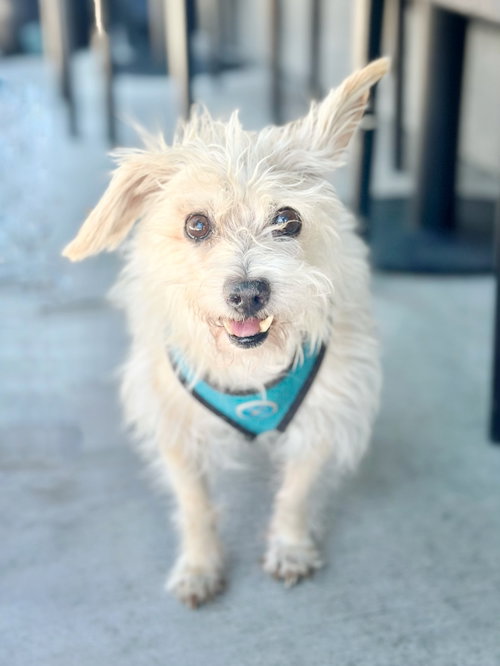 *Axl Rose Diva -- HEART MEDS, an adoptable Havanese in Pittsburg, CA