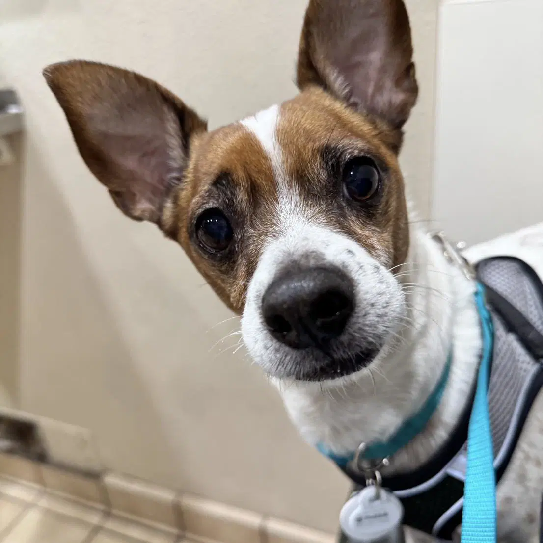 Jost Van Dyke Vacation - Jack Russell Terrier
