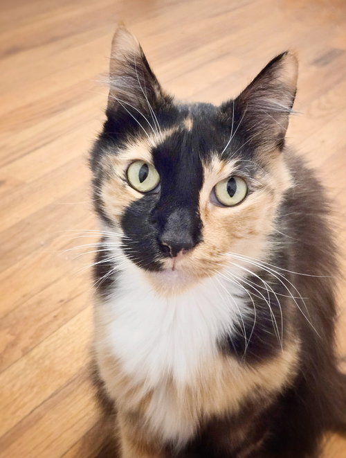 St Lucia, an adoptable Domestic Long Hair in Pittsburg, CA