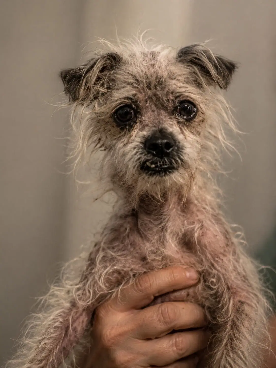 Mooncalf Beast - Diabetes - Maltese
