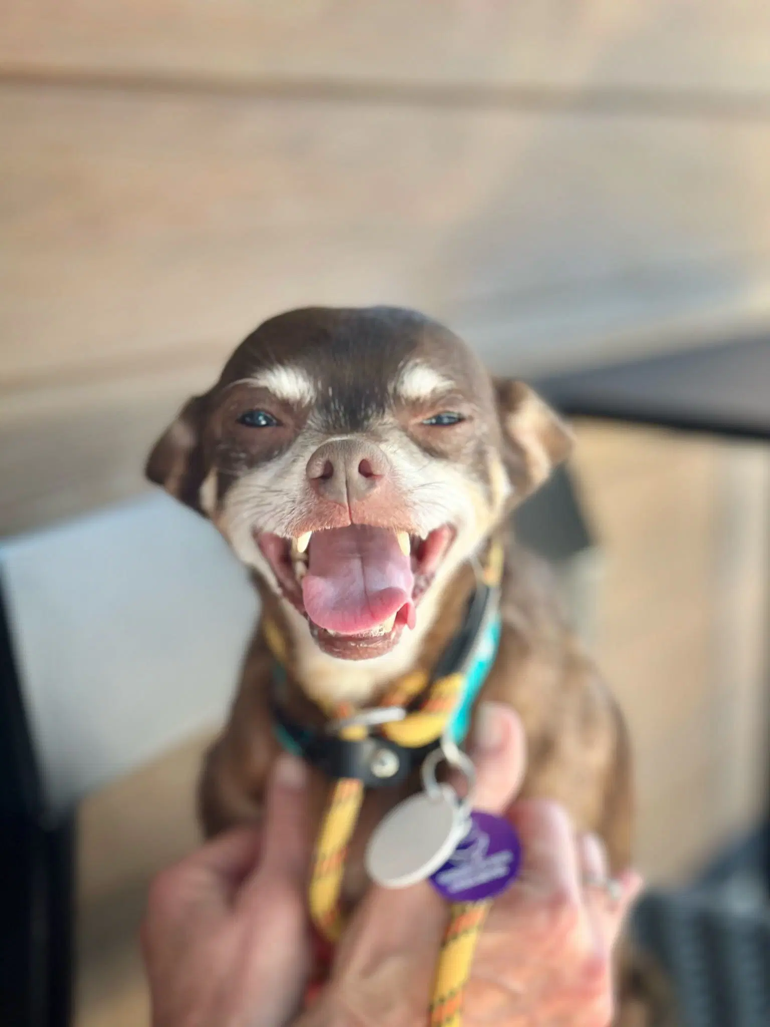 Colgate Toothpaste - Chihuahua