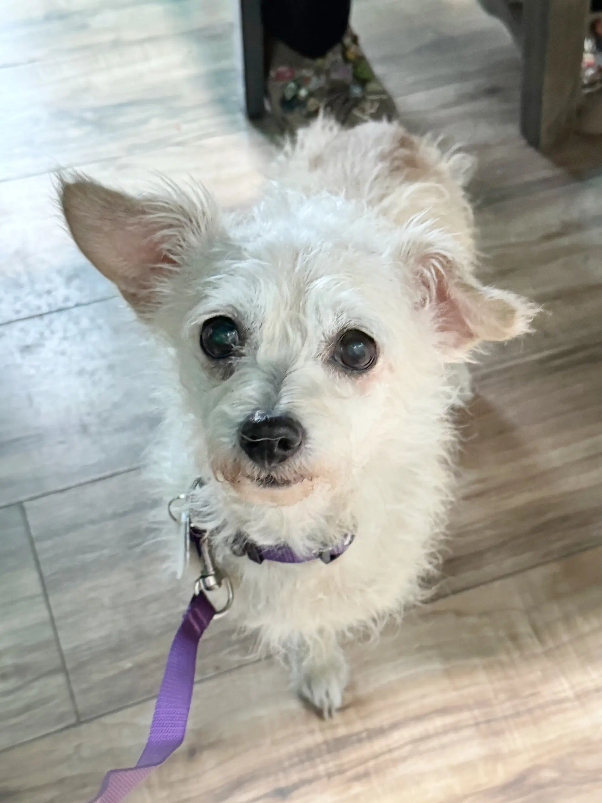 Peridot Green - Dachshund/Poodle