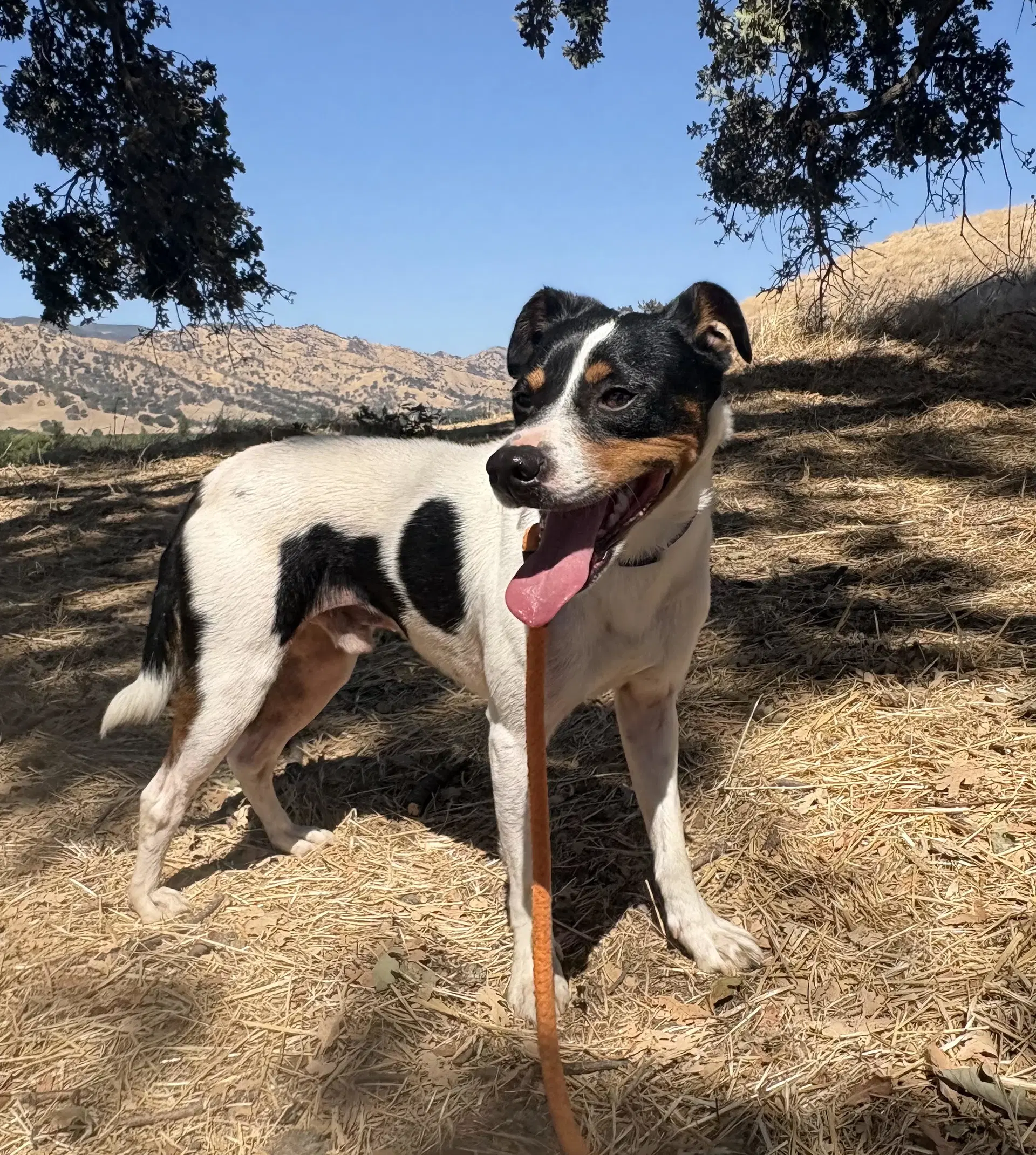 Hunter Green - Jack Russell Terrier
