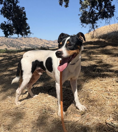 *Hunter Green, a dog for adoption from Umbrella of Hope