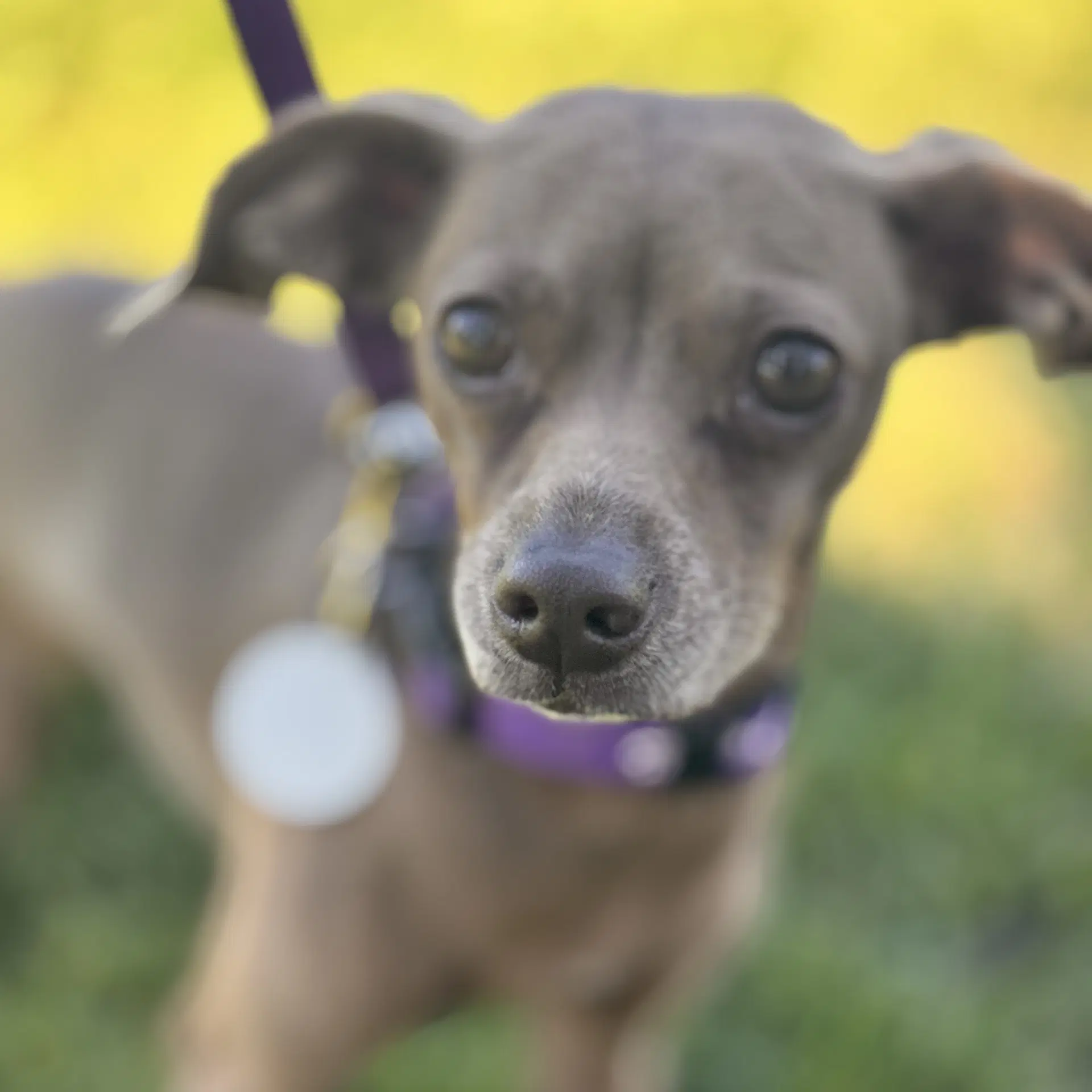 Hazel Green - Italian Greyhound